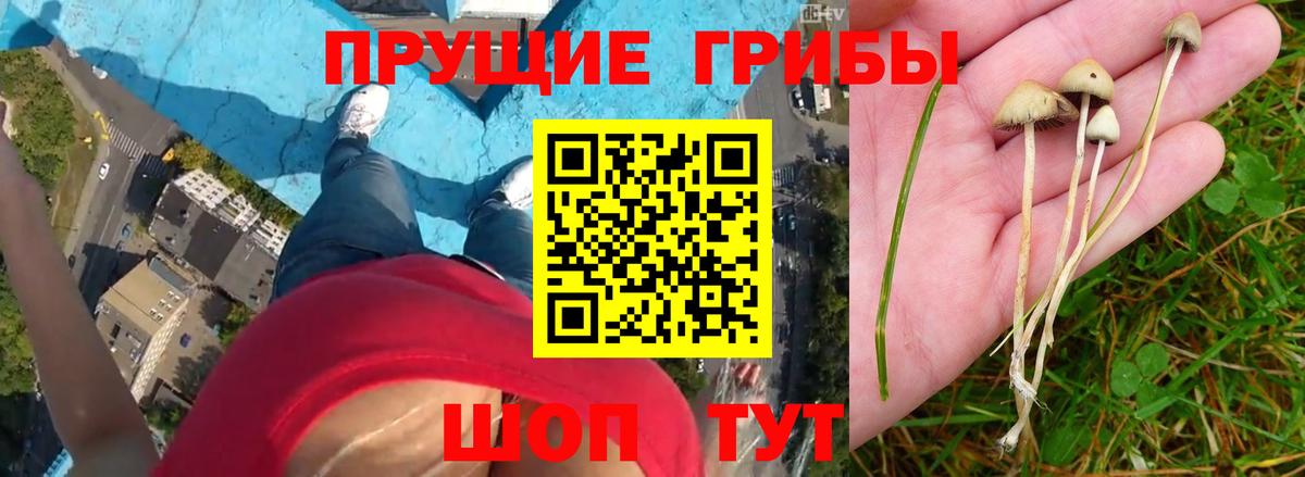 Псилоцибиновые грибы Magic Shrooms Советск